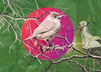 Co sie dzieje w gniazdach Adolf Dygasinski I Wielka literatura w cyfrowym świecie